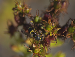 Ancistrocerus parietum