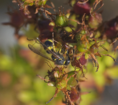 Ancistrocerus parietum