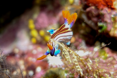 Nembrotha