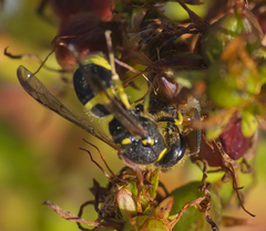 Ancistrocerus parietum