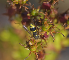 Ancistrocerus parietum