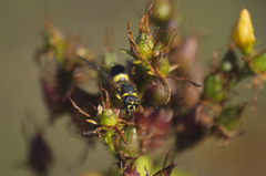 Ancistrocerus parietum