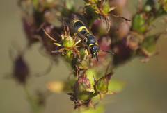 Ancistrocerus parietum