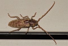 Enaphalodes rufulus