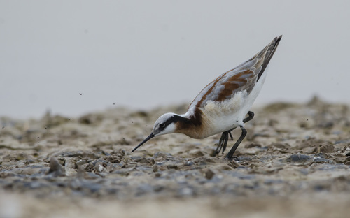 Phalarope de Wilson
