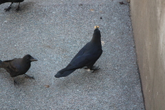 Corvus macrorhynchos japonensis