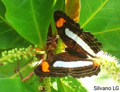 Adelpha iphiclus iphiclus