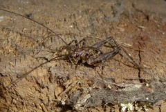 Pleioplectron simplex