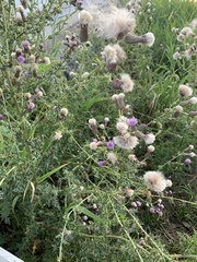 Cirsium arvense