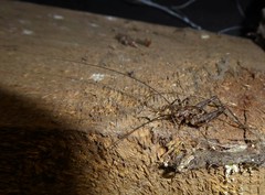 Pleioplectron simplex