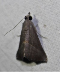 Hypena degesalis