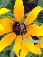 Typocerus