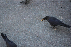 Corvus macrorhynchos japonensis