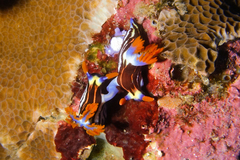 Nembrotha