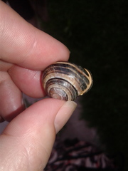 Cepaea nemoralis