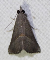Hypena degesalis