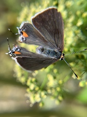Strymon melinus