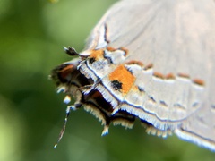 Strymon melinus