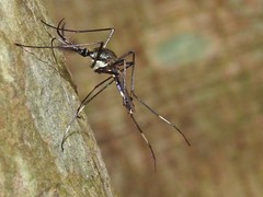 Toxorhynchites splendens