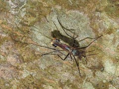 Toxorhynchites splendens