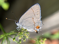 Strymon melinus