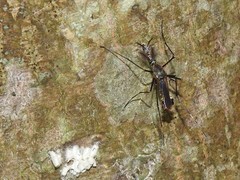 Toxorhynchites splendens