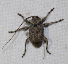 Leptostylopsis terraecolor