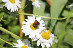 Lycaena phlaeas daimio