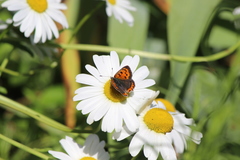 Lycaena phlaeas daimio