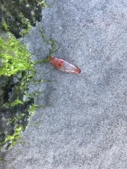 Clione limacina