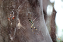 Trichonephila clavata