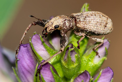 Pandeleteius defectus