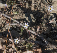 Leptosiphon bolanderi