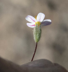 Leptosiphon bolanderi