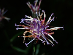 Saussurea angustifolia