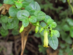 Salpichroa tristis