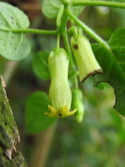 Salpichroa tristis