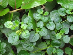 Salpichroa tristis