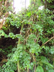 Salpichroa tristis