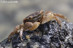 Paragrapsus quadridentatus