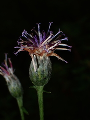 Saussurea angustifolia