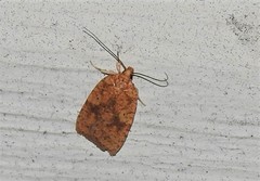 Agonopterix robiniella
