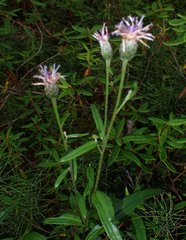 Saussurea angustifolia