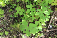 Ampelopsis glandulosa heterophylla