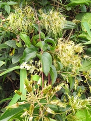 Clematis haenkeana