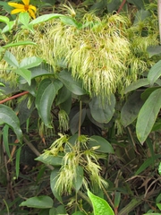 Clematis haenkeana