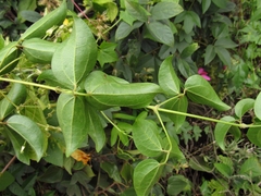 Clematis haenkeana