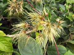 Clematis haenkeana