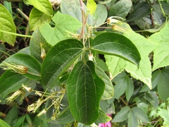 Clematis haenkeana