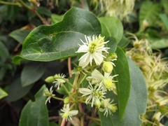Clematis haenkeana